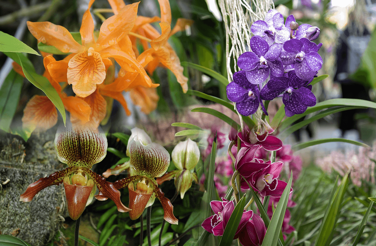 najpiękniejsze storczyki