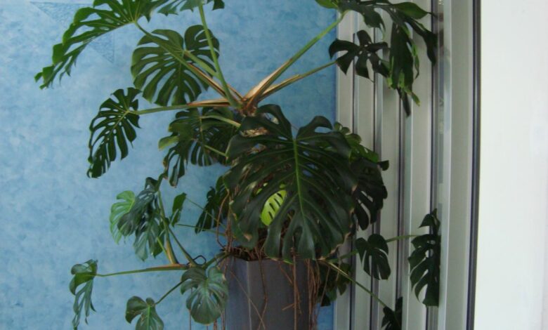Monstera