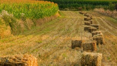 Odstępy między sadzonkami i szerokość rzędów w praktyce: sterowanie sadzarką do ziemniaków bez zgadywania