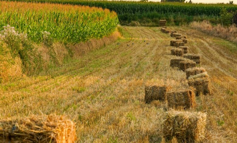 Odstępy między sadzonkami i szerokość rzędów w praktyce: sterowanie sadzarką do ziemniaków bez zgadywania